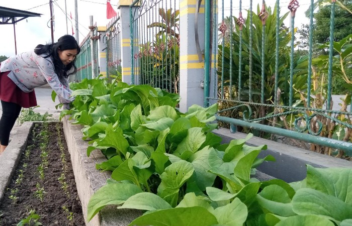 Detail Tanaman Sayur Depan Rumah Nomer 11