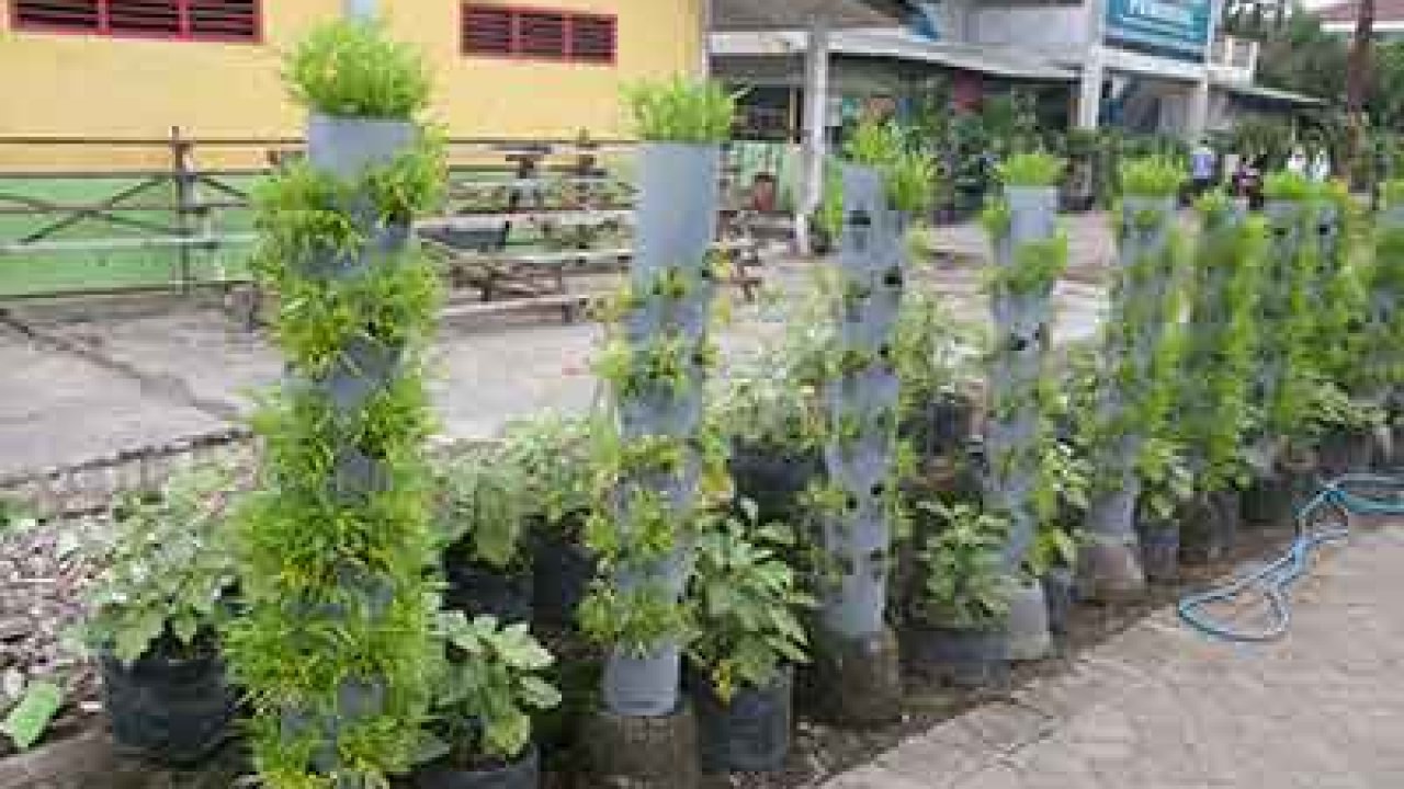 Detail Tanaman Sayur Depan Rumah Nomer 37