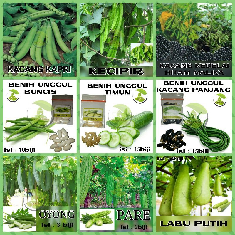 Detail Tanaman Sayur Merambat Nomer 12