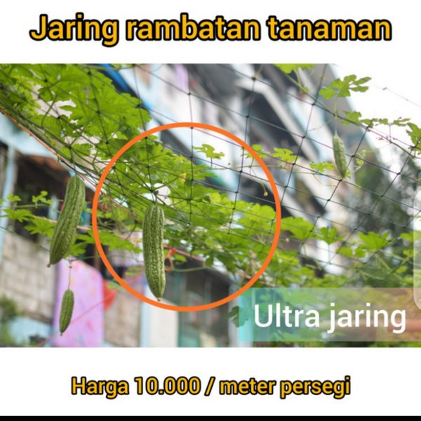 Detail Tanaman Sayur Merambat Nomer 45