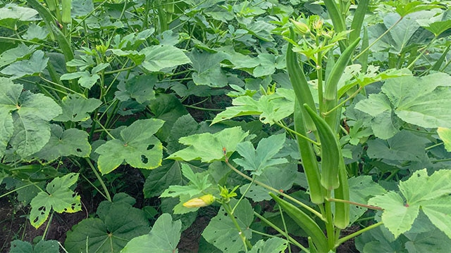 Tanaman Sayur Okra - KibrisPDR