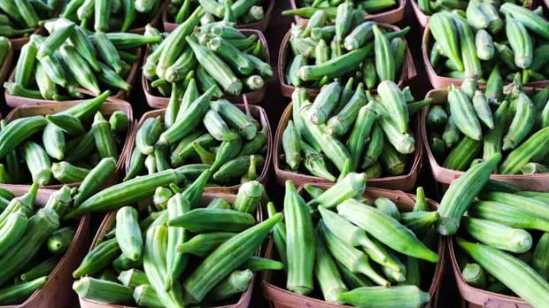 Detail Tanaman Sayur Okra Nomer 22