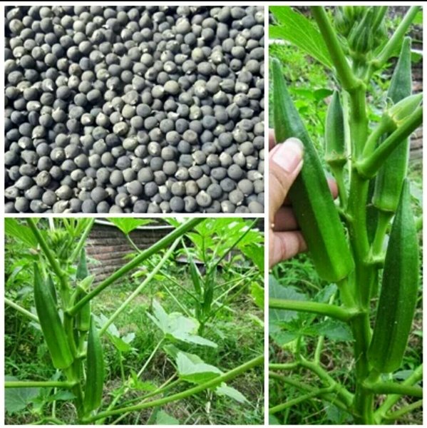 Detail Tanaman Sayur Okra Nomer 23