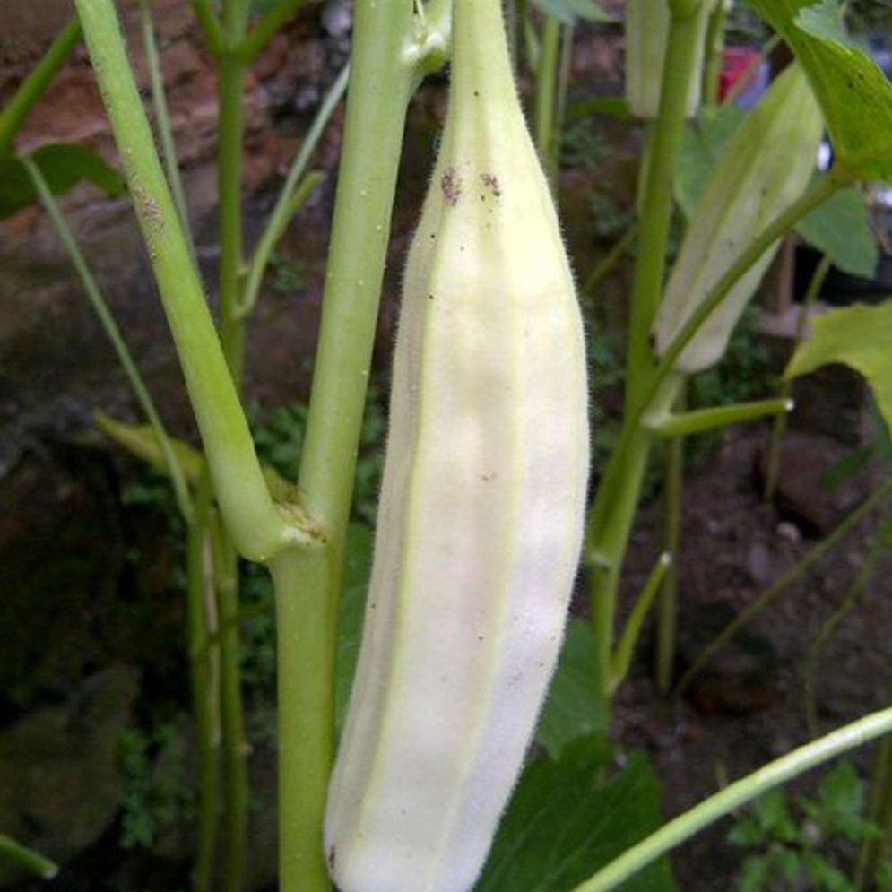 Detail Tanaman Sayur Okra Nomer 25