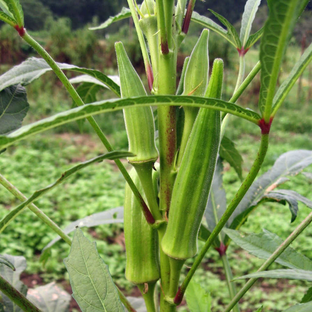 Detail Tanaman Sayur Okra Nomer 38