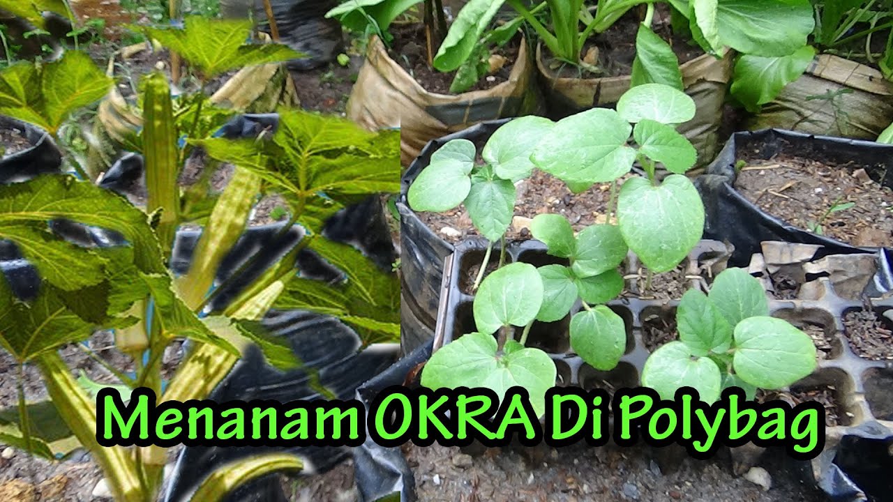 Detail Tanaman Sayur Okra Nomer 40