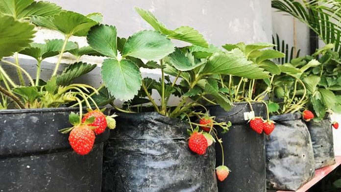 Detail Tanaman Strawberry Di Rumah Nomer 12