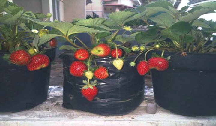 Detail Tanaman Strawberry Di Rumah Nomer 19