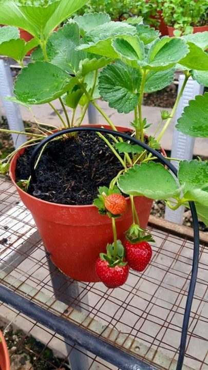 Detail Tanaman Strawberry Di Rumah Nomer 21