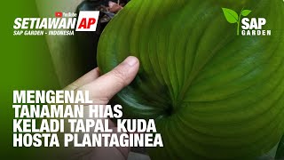 Detail Tanaman Tapal Kuda Nomer 28