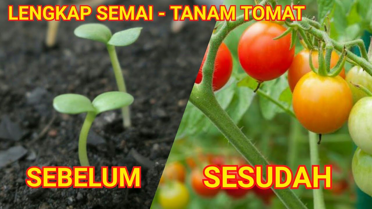 Detail Tanaman Tomat Ceri Nomer 19