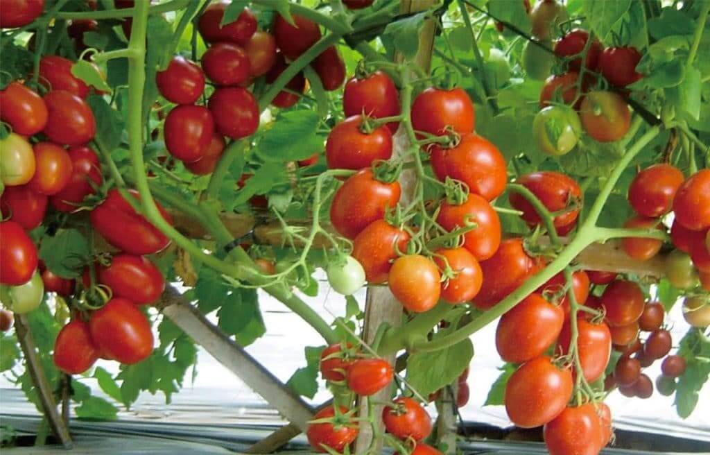 Tanaman Tomat Termasuk Tanaman - KibrisPDR