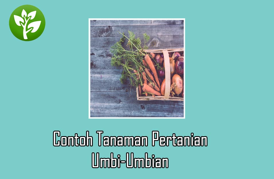 Detail Tanaman Umbi Umbian Adalah Nomer 35