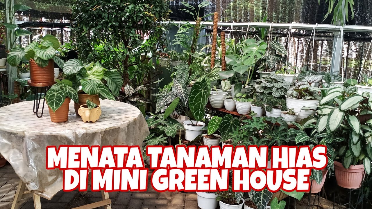 Detail Tanaman Untuk Green House Nomer 29