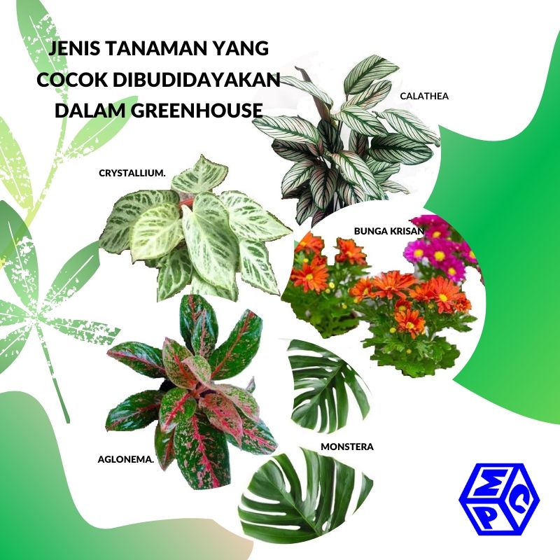 Detail Tanaman Untuk Green House Nomer 7