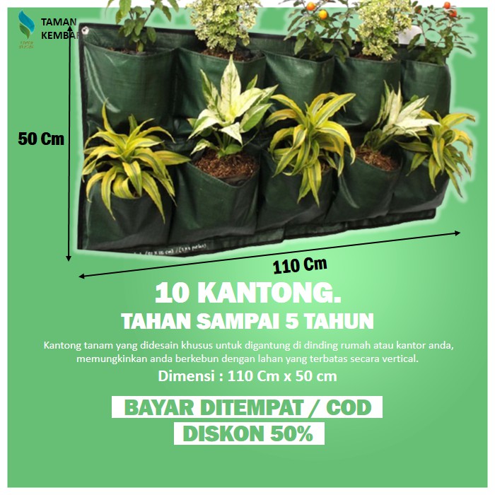 Detail Tanaman Untuk Pot Dinding Nomer 45