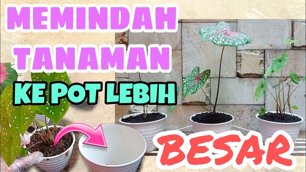 Detail Tanaman Untuk Pot Kecil Nomer 43