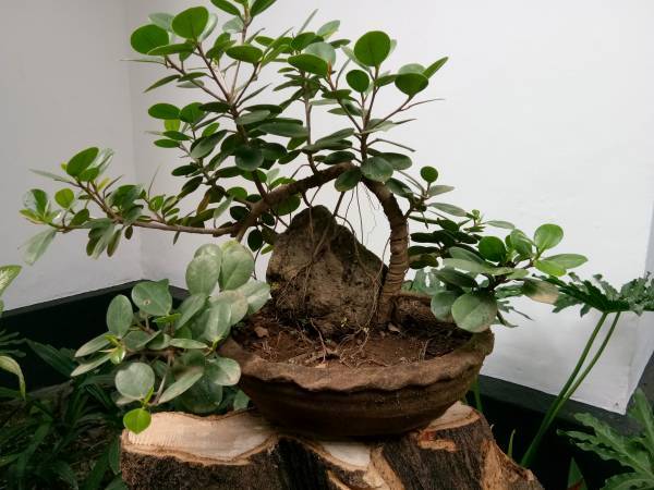 Detail Tanaman Yang Bisa Di Bonsai Nomer 15