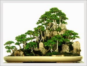 Detail Tanaman Yang Bisa Di Bonsai Nomer 21