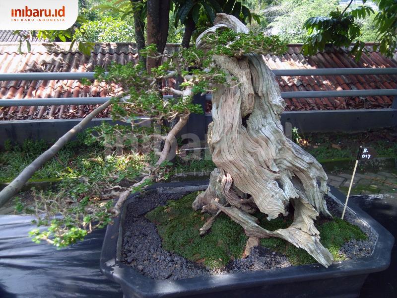 Detail Tanaman Yang Bisa Di Bonsai Nomer 27