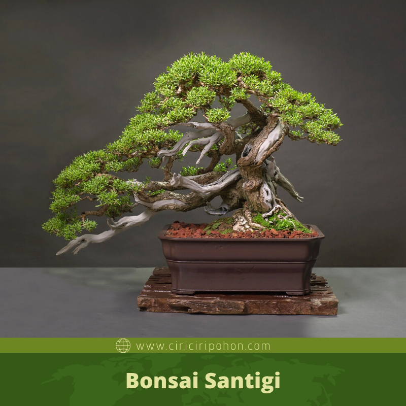 Detail Tanaman Yang Bisa Di Bonsai Nomer 34