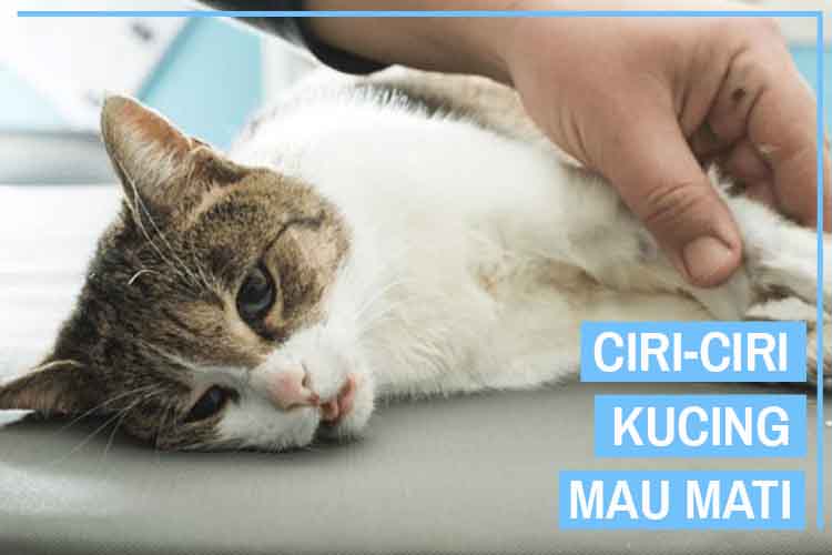 Detail Tanda Kucing Lapar Nomer 15