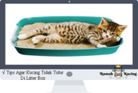 Detail Tanda Kucing Lapar Nomer 16