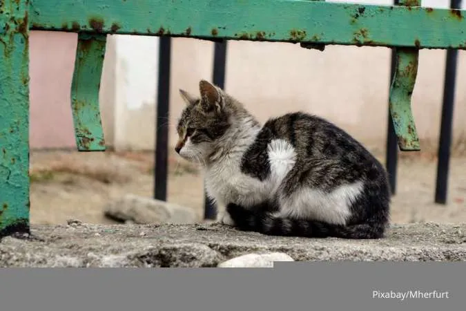 Detail Tanda Kucing Lapar Nomer 22