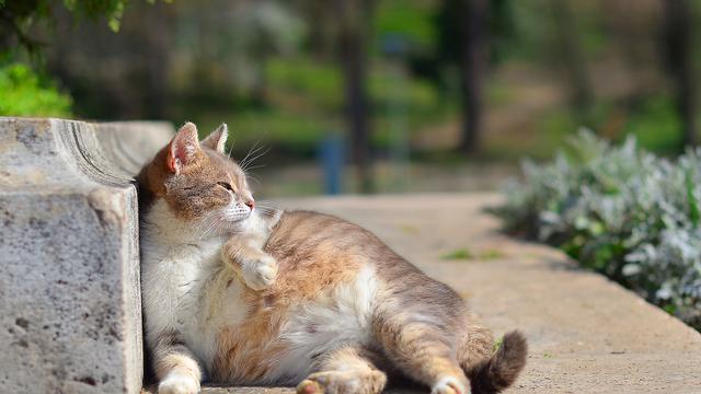 Detail Tanda Kucing Lapar Nomer 26