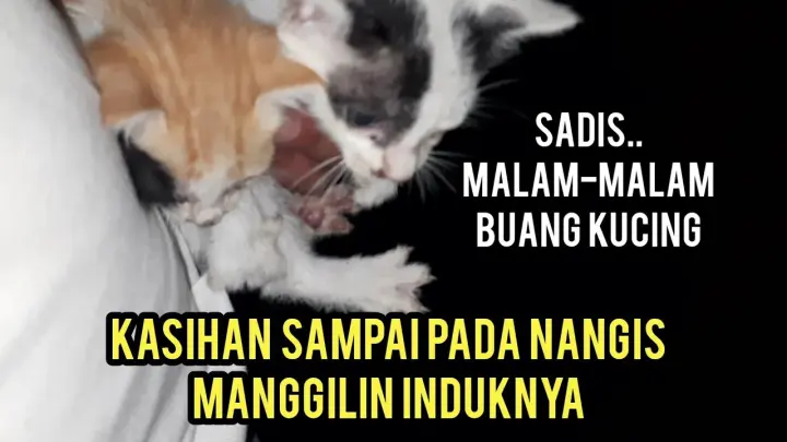 Detail Tanda Kucing Lapar Nomer 43