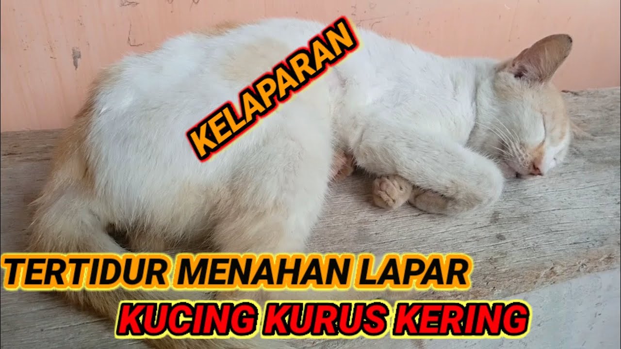 Detail Tanda Kucing Lapar Nomer 49