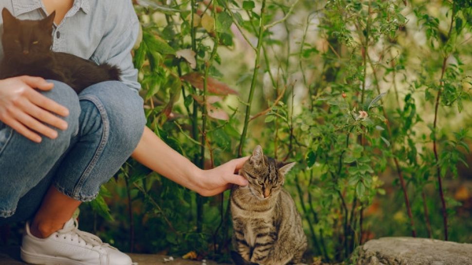 Detail Tanda Kucing Masuk Dalam Rumah Nomer 30