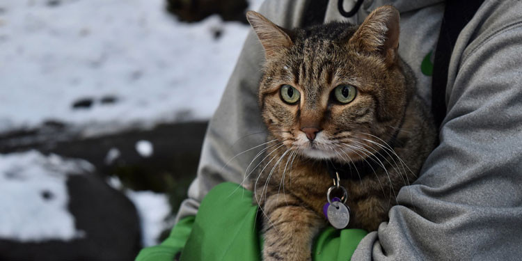 Detail Tanda Kucing Masuk Dalam Rumah Nomer 41