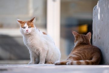 Detail Tanda Kucing Masuk Dalam Rumah Nomer 5