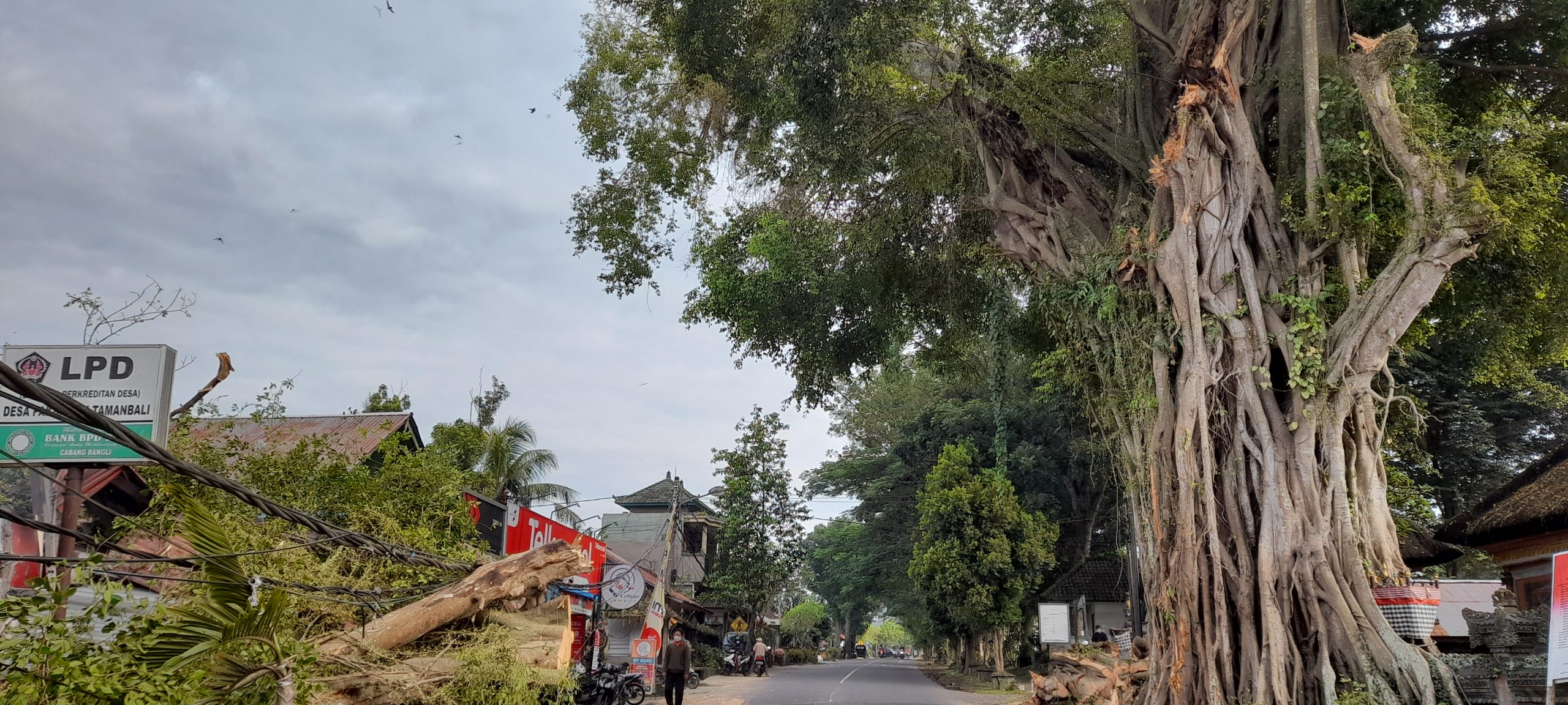 Detail Tanda Panah Gambar Kpohon Beringin Nomer 6