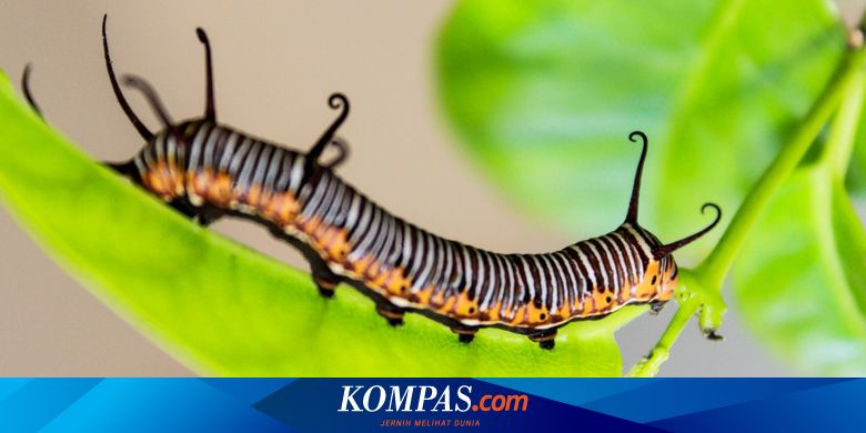 Detail Tanda Ulat Bulu Masuk Rumah Nomer 45