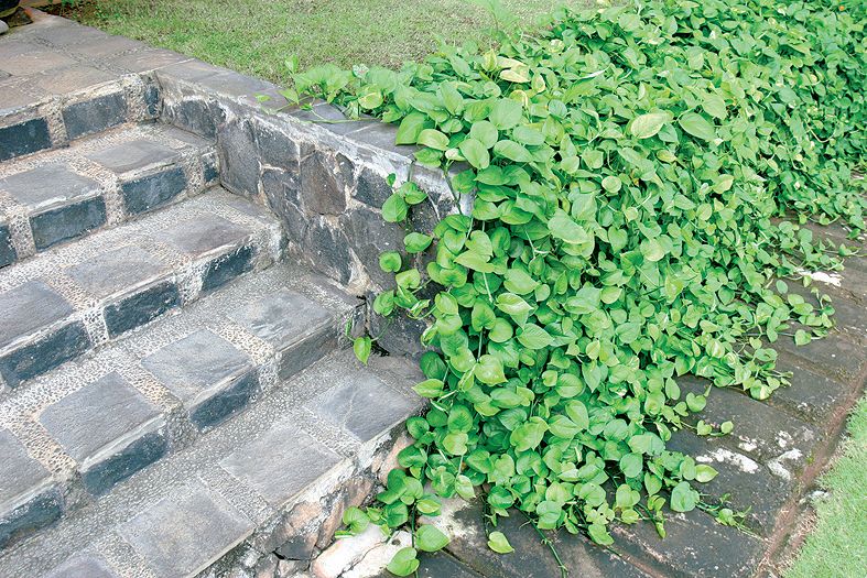 Detail Tangga Taman Depan Rumah Nomer 36