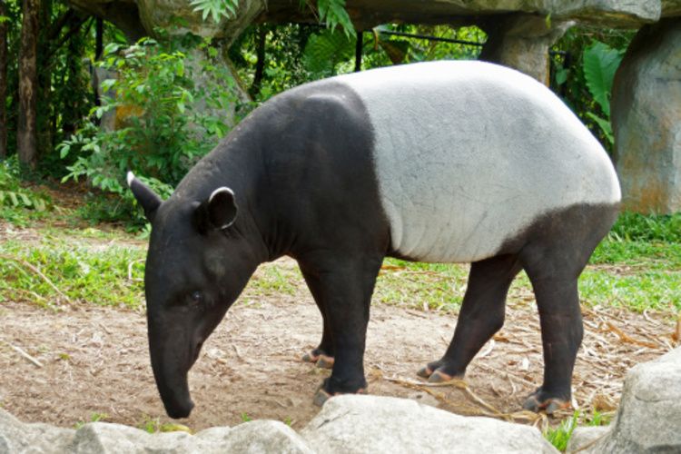 Detail Tapir Di Indonesia Nomer 13