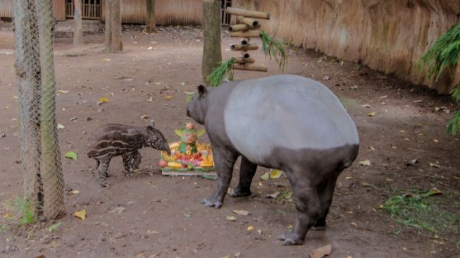 Detail Tapir Di Indonesia Nomer 15