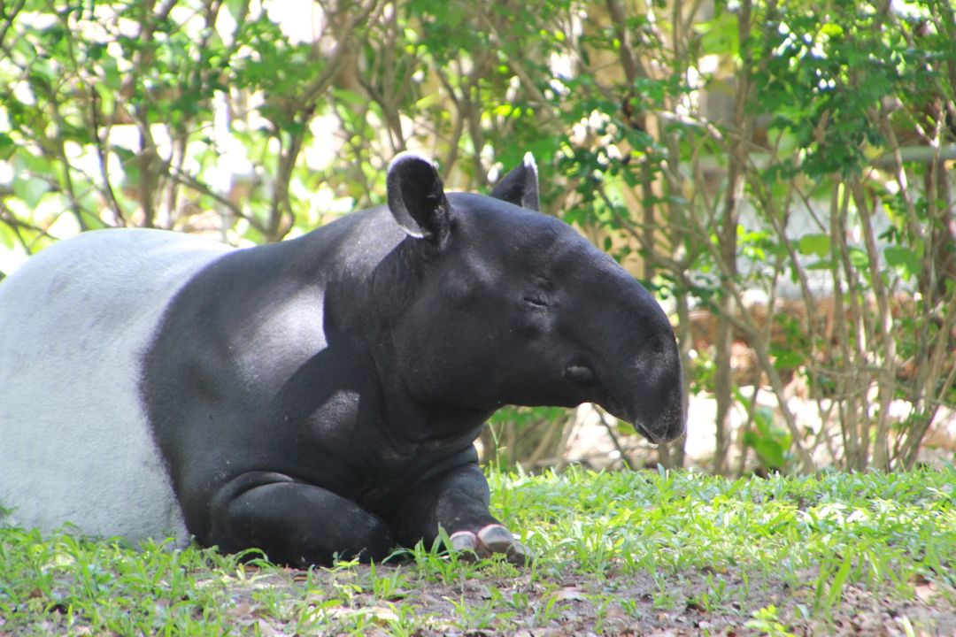 Detail Tapir Di Indonesia Nomer 16