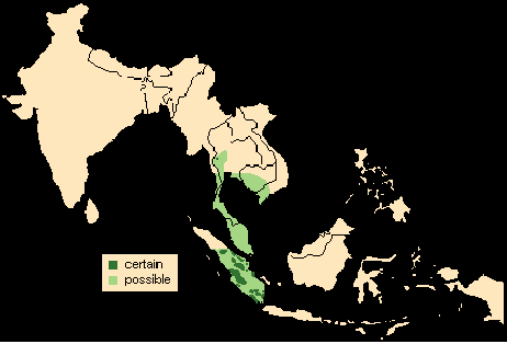 Detail Tapir Di Indonesia Nomer 27