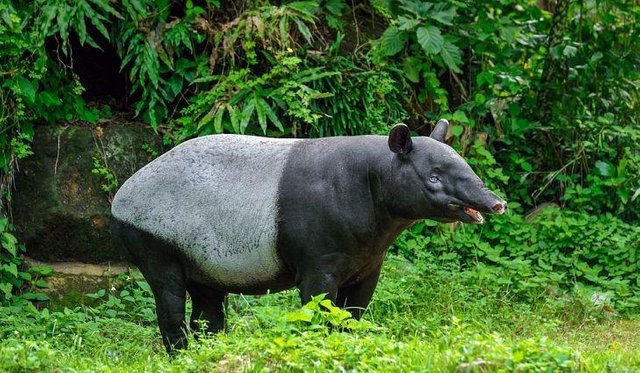 Detail Tapir Di Indonesia Nomer 28