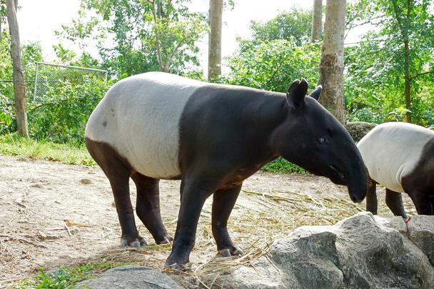 Detail Tapir Di Indonesia Nomer 30