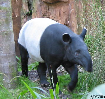 Detail Tapir Di Indonesia Nomer 5