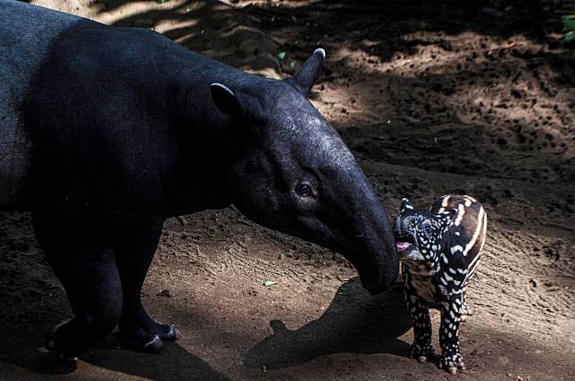 Detail Tapir Di Indonesia Nomer 38