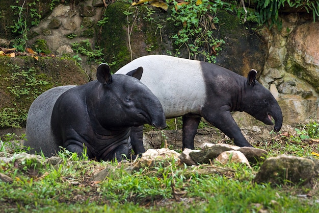 Detail Tapir Di Indonesia Nomer 39