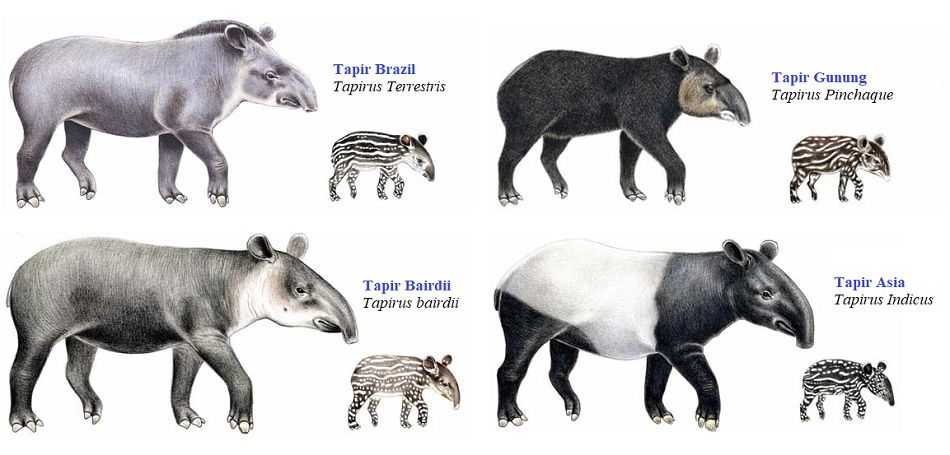 Detail Tapir Di Indonesia Nomer 6