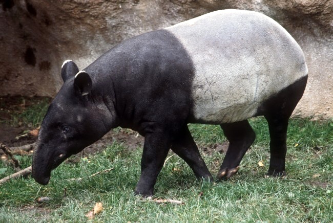 Detail Tapir Di Indonesia Nomer 49