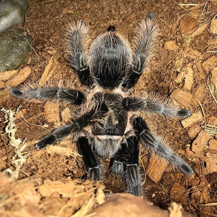 Detail Tarantula Brachypelma Albopilosum Nomer 6