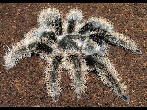 Detail Tarantula Brachypelma Albopilosum Nomer 7